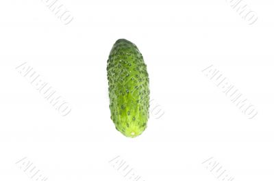 Green cucumber isolated on white background