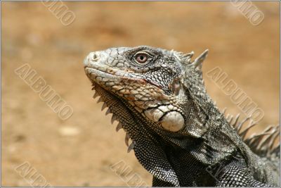 Iguana