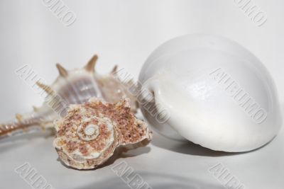 still life with seashell