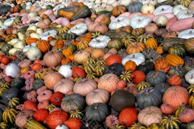 Pumpkin harvest