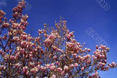 Flowering Magnolia Tree