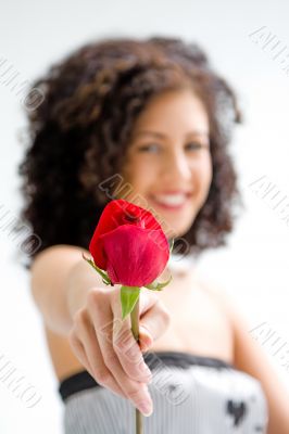 Presenting red rose