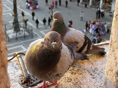 pigeons of Venice