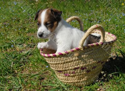 puppy in a basket
