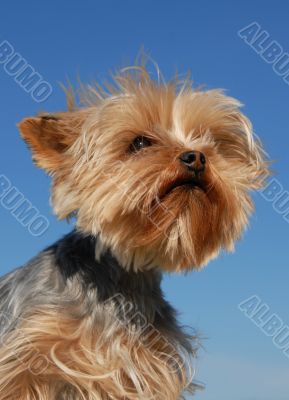 yorkshire terrier