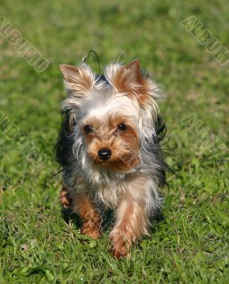 yorkshire terrier