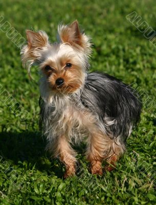 yorkshire terrier