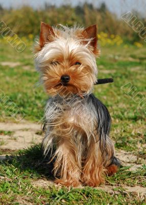 yorkshire terrier