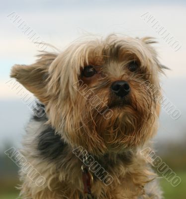 yoorkshire terrier