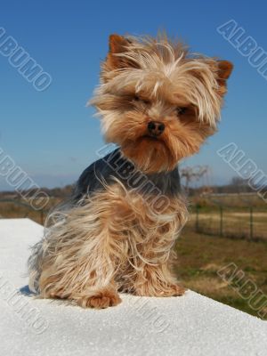 cute yorkshire terrier