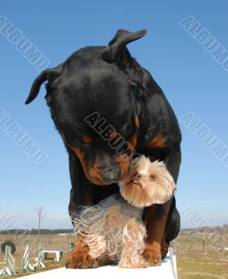 rottweiler et yorkshire terrier