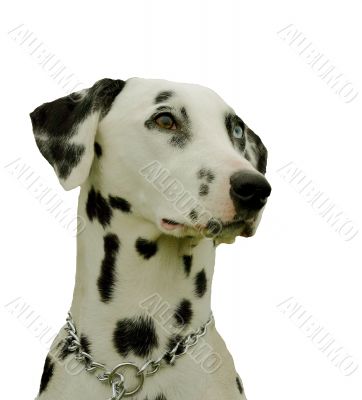 dalmatian