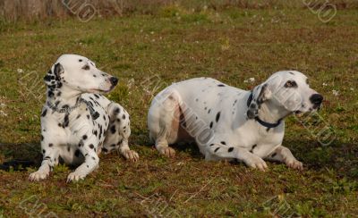 two dalmatians