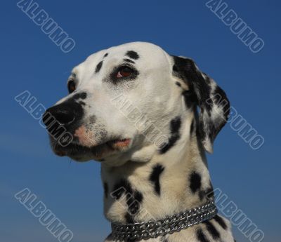 dalmatian