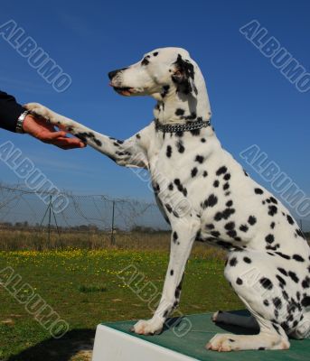 dalmatian