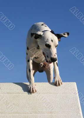 dalmatian