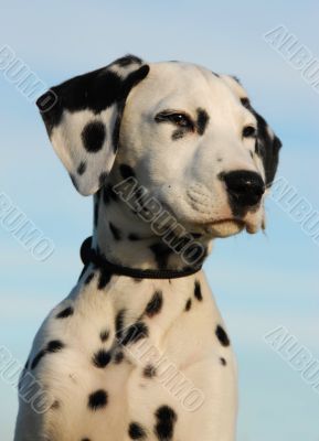 dalmatian puppy