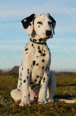 dalmatian puppy