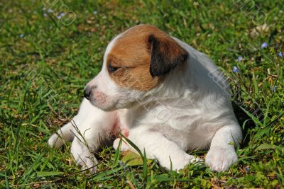puppy jack russel terrier