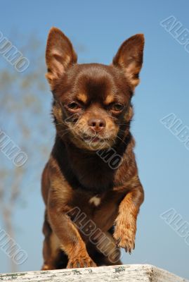 brown chihuahua