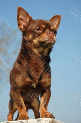 chihuahua
