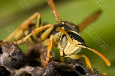 Wasp -Polistes bischoffi-
