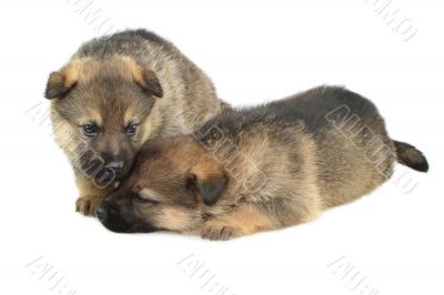 Germany sheep-dogs puppys