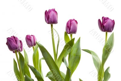 Set of Purple Tulips Set of Purple Tulips