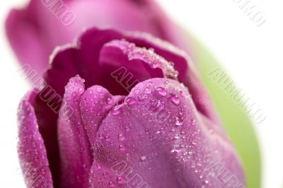 Macro of Purple Tulips with Water Drops