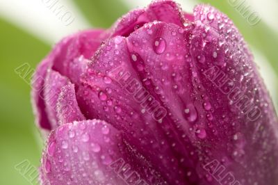 Macro of Purple Tulips with Water Drops