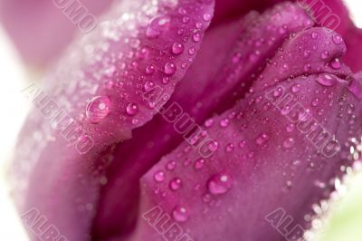 Macro of Purple Tulips with Water Drops Macro of Purple Tulips with Water Drops