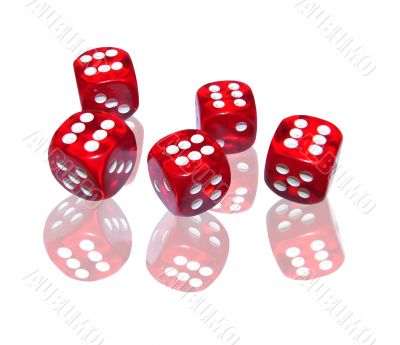 gambling with red dice