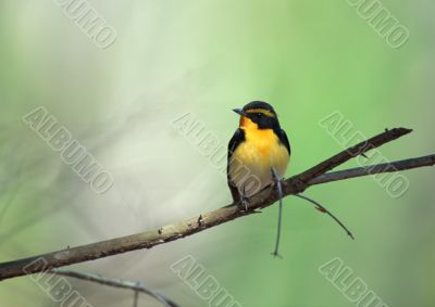  bird sits on a tree branch in wood