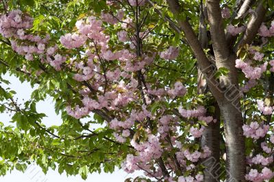 pink cherry blossoms in spring