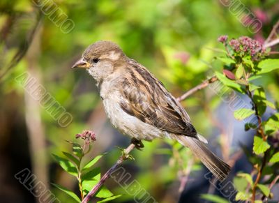 Sparrow