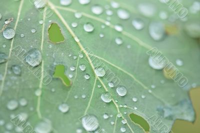 Rainy Leaf