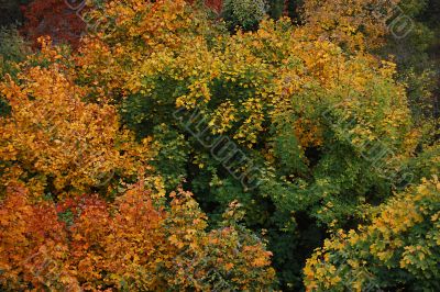 autumn in the forest