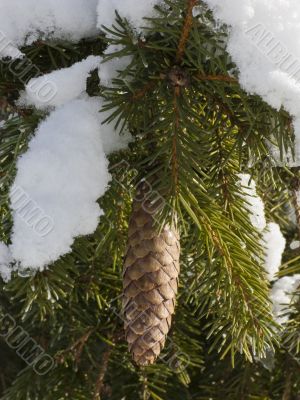 Fir branch with cone under snow