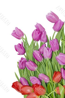 spring tulips spring tulips