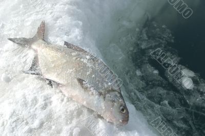 fish on snow fish on snow