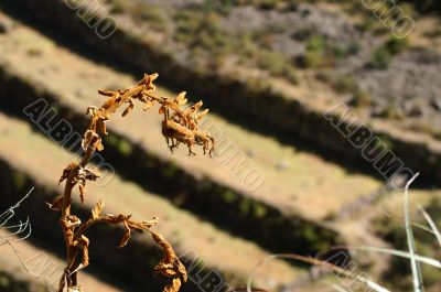 Inca ruins in Pisac