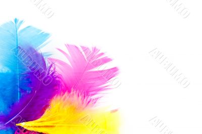 colorfull feathers with copy-space