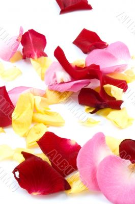 red, pink and yellow rose paddles isolated on white