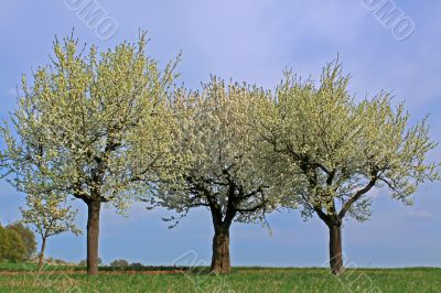 spring meadow with flowering apple trees