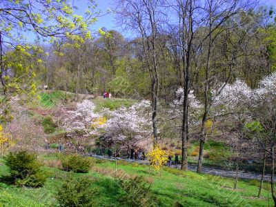 Spring Park
