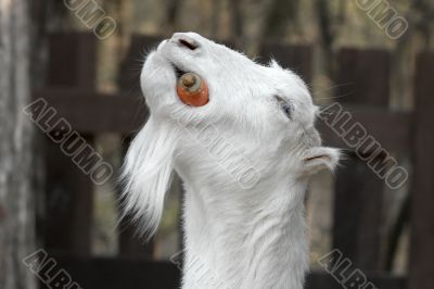 Goat Goat