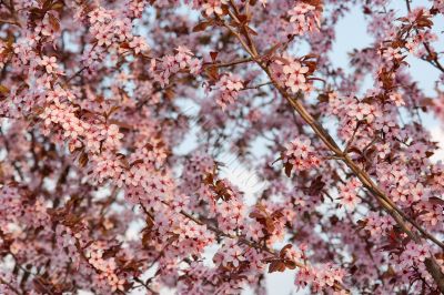 Flowers Flowers