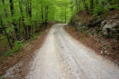 Forest Forest