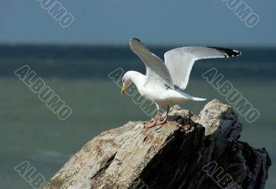 Seagull Seagull