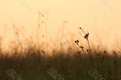 Dry Meadow Dry Meadow